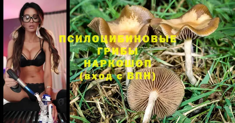 Галлюциногенные грибы MAGIC MUSHROOMS  Протвино 